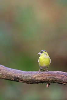 Haagse: Eurasian Siskin
