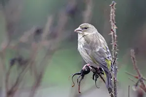 Canina: Eurasian Siskin