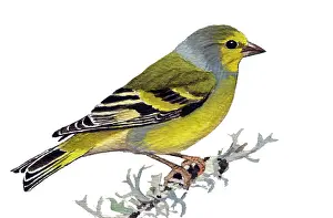 Siskin: Eurasian siskin