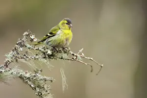 Perching: Eurasian Siskin