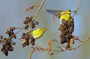 Alder: Eurasian Siskin