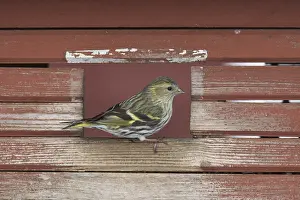 311218: Eurasian Siskin - adult female at feeding station - Sweden