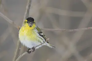 Siskin: Eurasian Siskin - adult male - Sweden