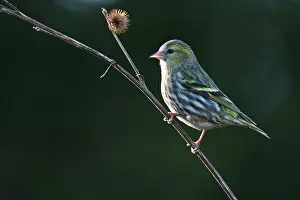Siskin: Eurasian siskin (Carduelis spinus), Emsland, Lower