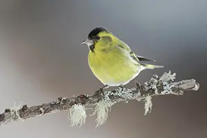 Siskin: Eurasian siskin (Carduelis spinus) male sitting