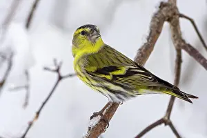 Carduelis: Eurasian siskin (Carduelis spinus), male, sitting