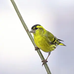 Carduelis: Eurasian siskin (Carduelis spinus), male, sitting