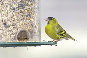 Carduelis: Eurasian siskin (Carduelis spinus), male, sitting