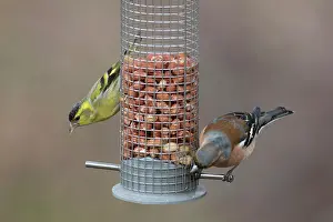 Feeder: Eurasian Siskin and Chaffinch - males perched on