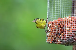 Siskins: Eurasian Siskin at the feeder