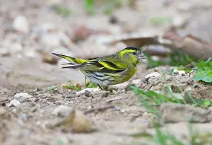 Siskins: Eurasian Siskin - male