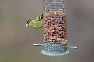 Feeder: Eurasian Siskin - male perched on peanut feeder