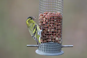 Feeder: Eurasian Siskin - male perched on peanut feeder