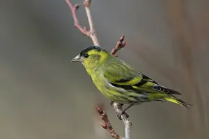 Carduelis: Eurasian Siskin - male perched on a twig - Sweden