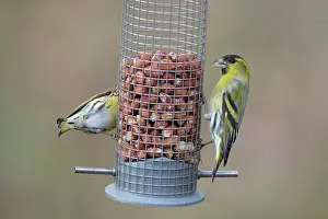Feeder: Eurasian Siskin - males perched on peanut feeder