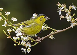 Siskin: Eurasian siskin (Spinus spinus) male perched on