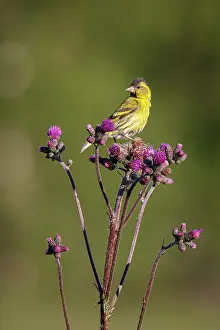 Siskin: Eurasian Siskin (Spinus spinus) - perched on a purple