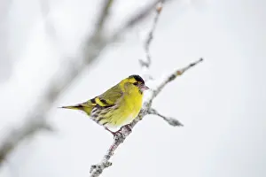 Siskins: Eurasian Siskin - in winter snow