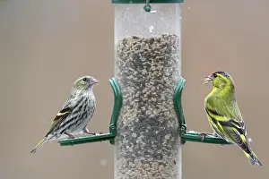 Siskin: Eurasian siskins (Spinus spinus) male and female