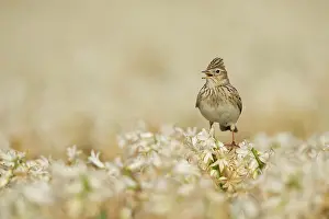 Arvensis: Eurasian Skylark