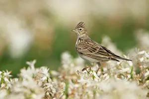 Arvensis: Eurasian Skylark
