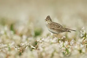Arvensis: Eurasian Skylark