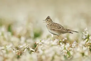Arvensis: Eurasian Skylark