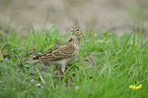 Arvensis: Eurasian Skylark