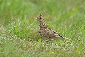 Lark: Eurasian Skylark
