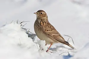 Arvensis: Eurasian Skylark