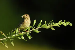 Arvensis: Eurasian Skylark
