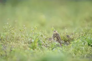 Patch: Eurasian Skylark
