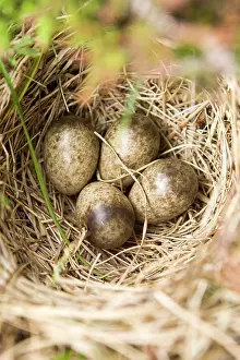 Fair: Eurasian Skylark