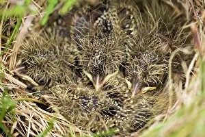 Packed: Eurasian Skylark
