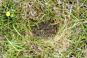 Packed: Eurasian Skylark