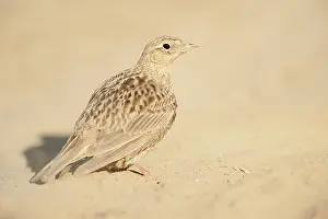 Arvensis: Eurasian Skylark
