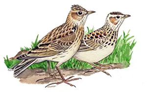 Larks: Eurasian Skylark