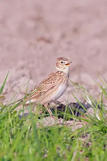 Friesland: Eurasian Skylark
