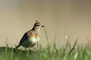 Lark: Eurasian Skylark (Alauda arvensis) in a biotope