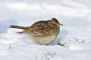 Arvensis: Eurasian Skylark (Alauda arvensis) in the snow