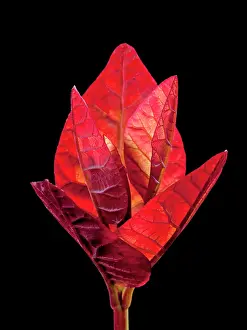 Coggygria: The Eurasian Smoketree / Purple Smoke Bush - young