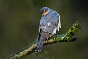 Nisus: Eurasian Sparrowhawk