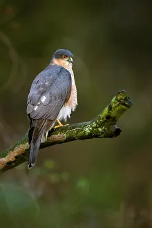 Nisus: Eurasian Sparrowhawk