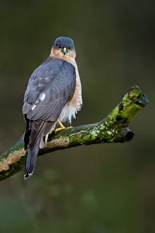 Nisus: Eurasian Sparrowhawk
