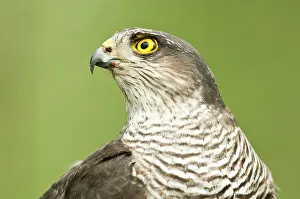 Rehabilitation: Eurasian Sparrowhawk