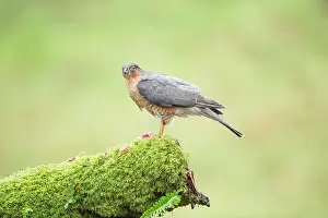 Nisus: Eurasian Sparrowhawk