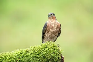 Nisus: Eurasian Sparrowhawk