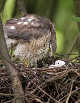 Nisus: Eurasian Sparrowhawk