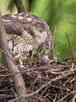 Nisus: Eurasian Sparrowhawk