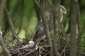 Nisus: Eurasian Sparrowhawk